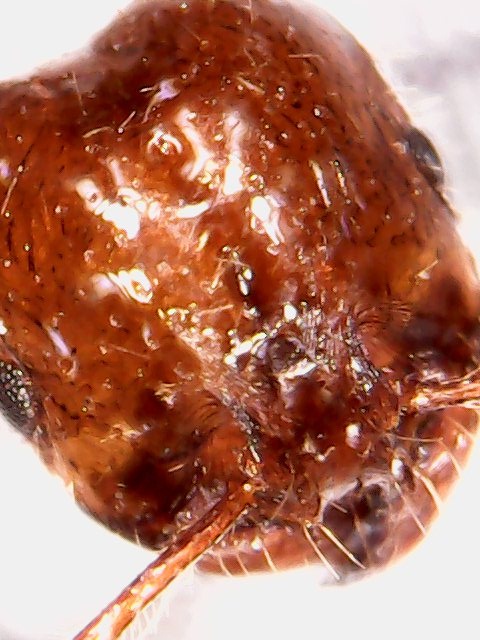 Solenopsis