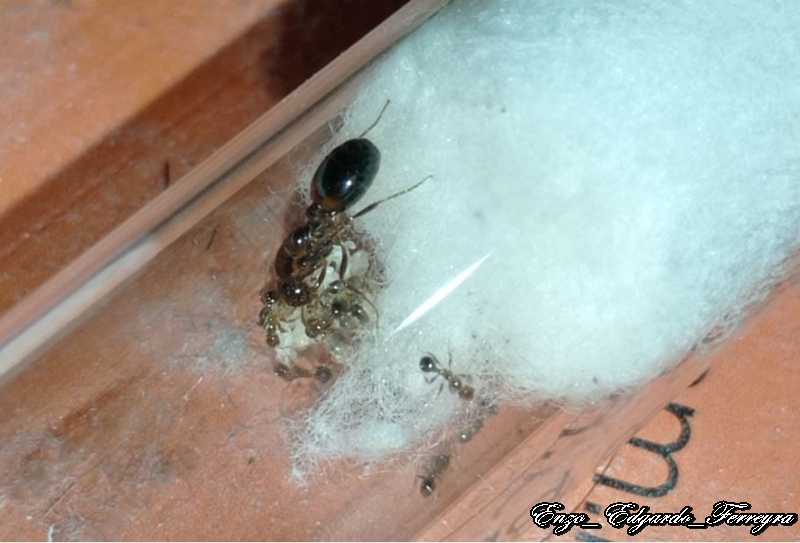 Solenopsis saevissima