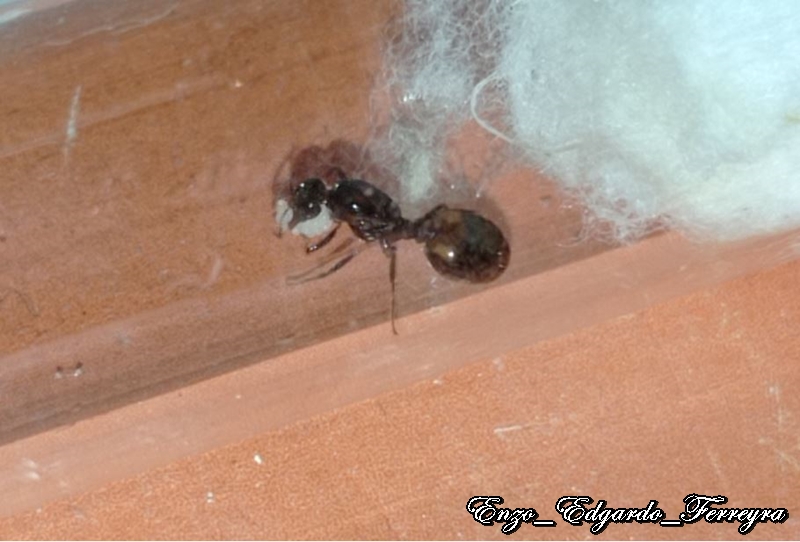 Solenopsis saevissima