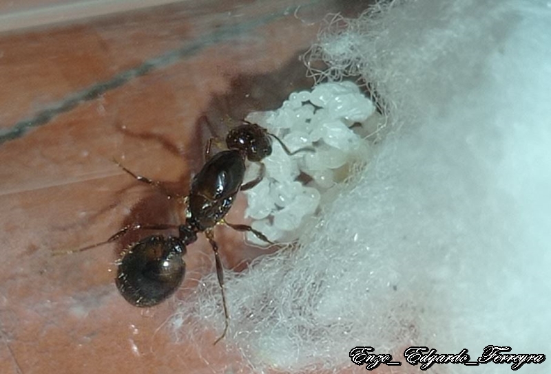 Solenopsis saevissima