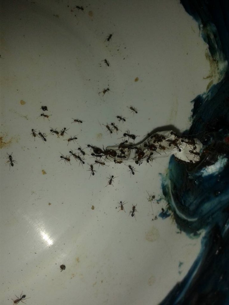 solenopsis
