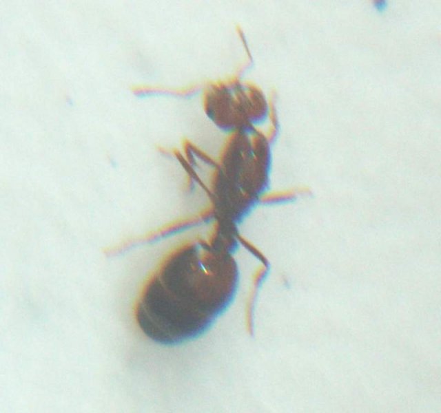 Solenopsis geminata forma negra