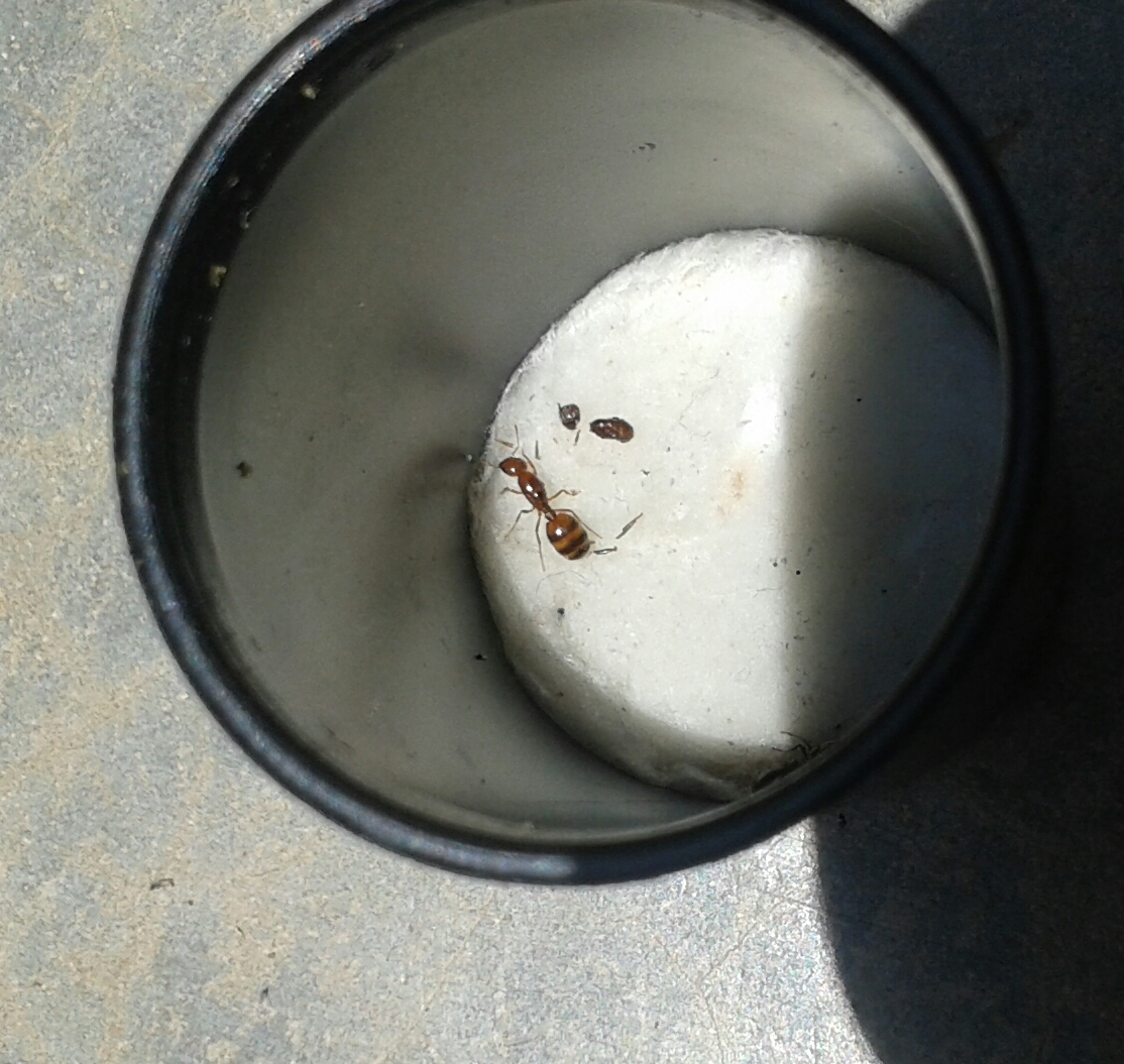 solenopsis