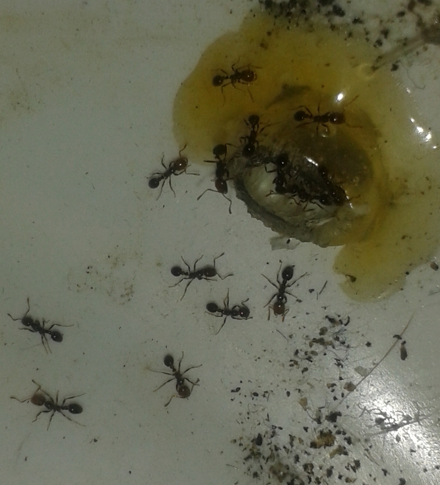 solenopsis