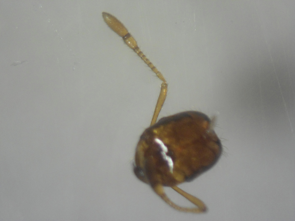 Cabeza de solenopsis