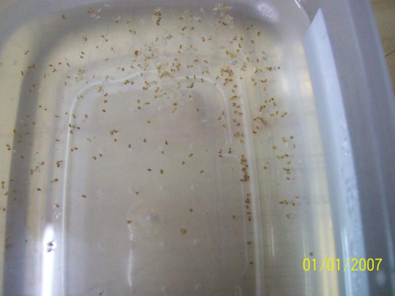 Solenopsis ahogadas