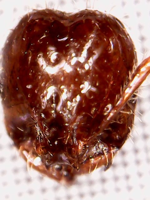 Solenopsis