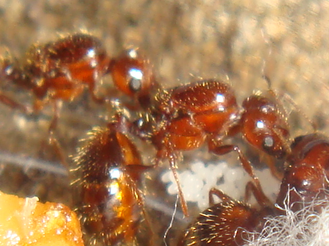 solenopsis