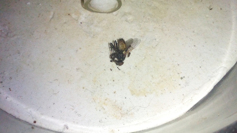 Mosca con solepnosis