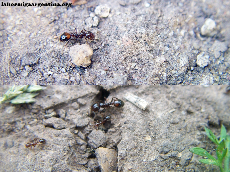 Mudanza de Solenopsis_1