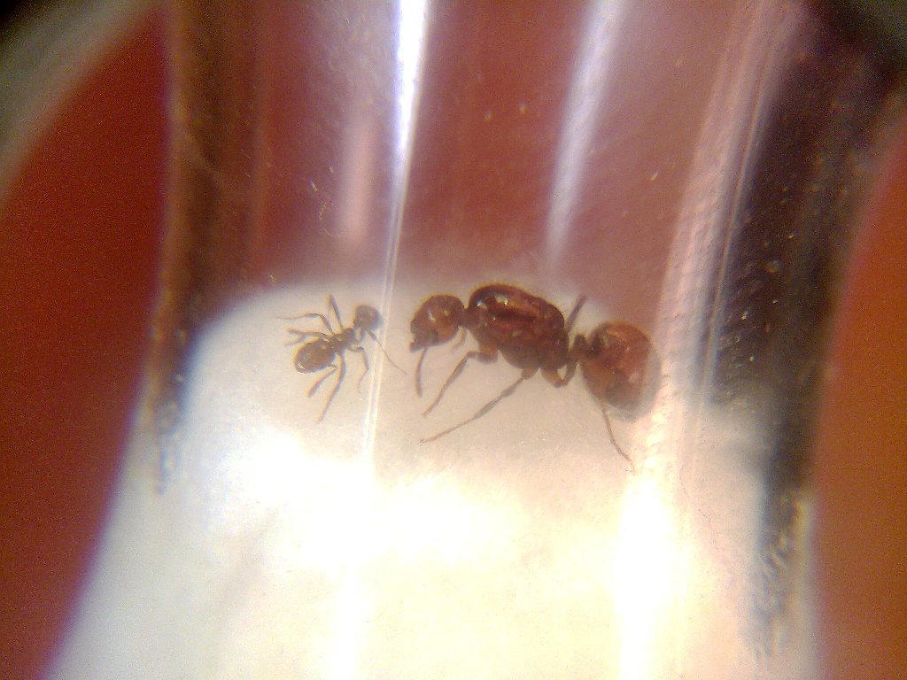 S.Saevissima