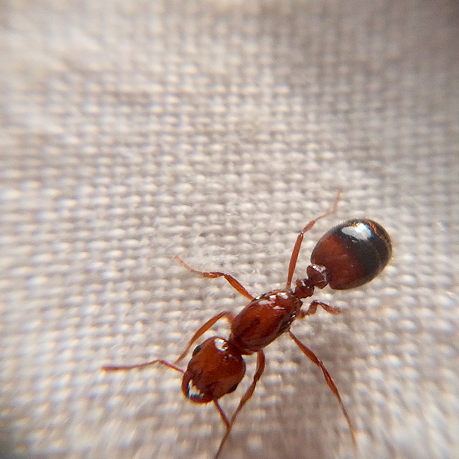 Solenopsis 2