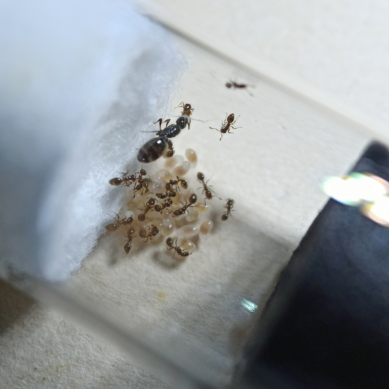 Solenopsis sp2. - 26/10/20