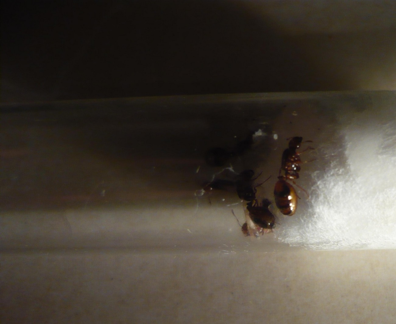 solenopsis