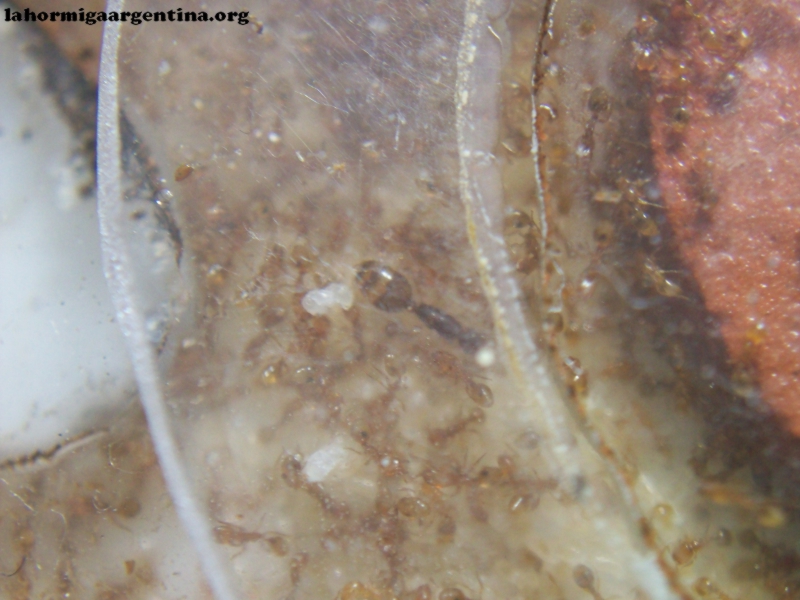 Solenopsis (Ramona) 6_Ago_3