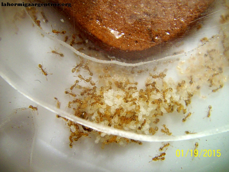 Solenopsis (Ramona 6 Nov)_2