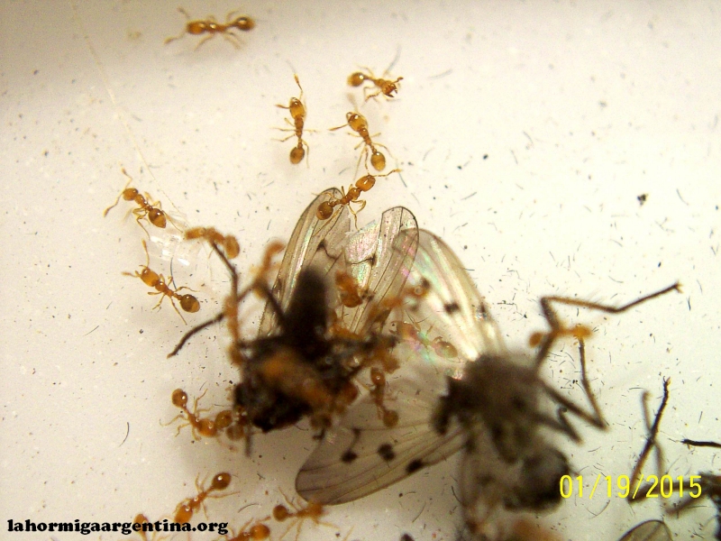 Solenopsis (Ramona 6 Nov)_4