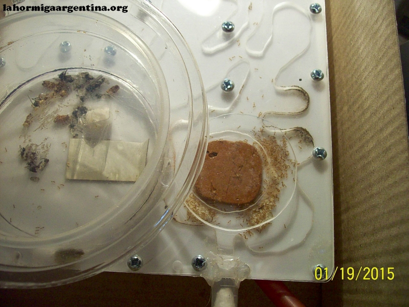 Solenopsis (Ramona 6 Nov)_6