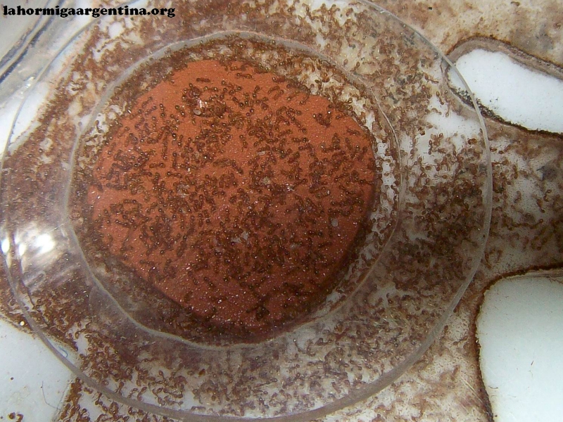 Solenopsis (Ramona) 20_Ene_2