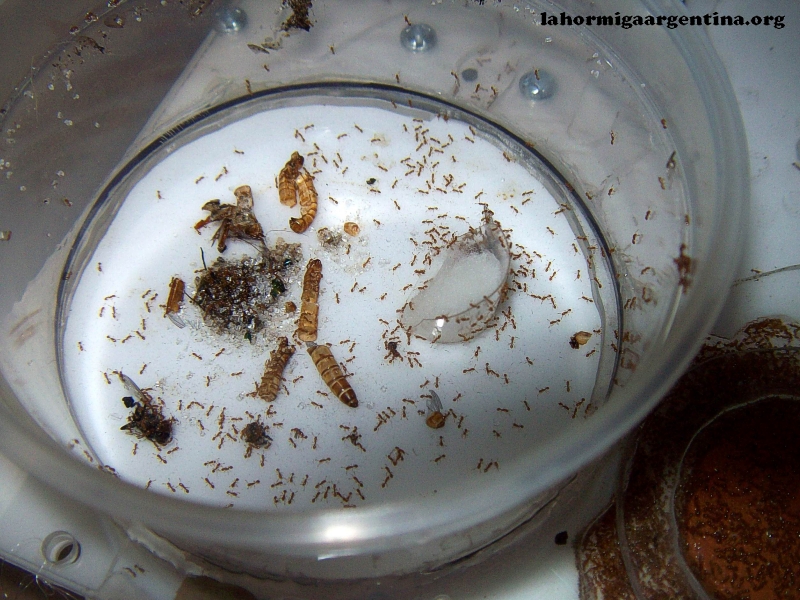 Solenopsis (Ramona) 20_Ene_3