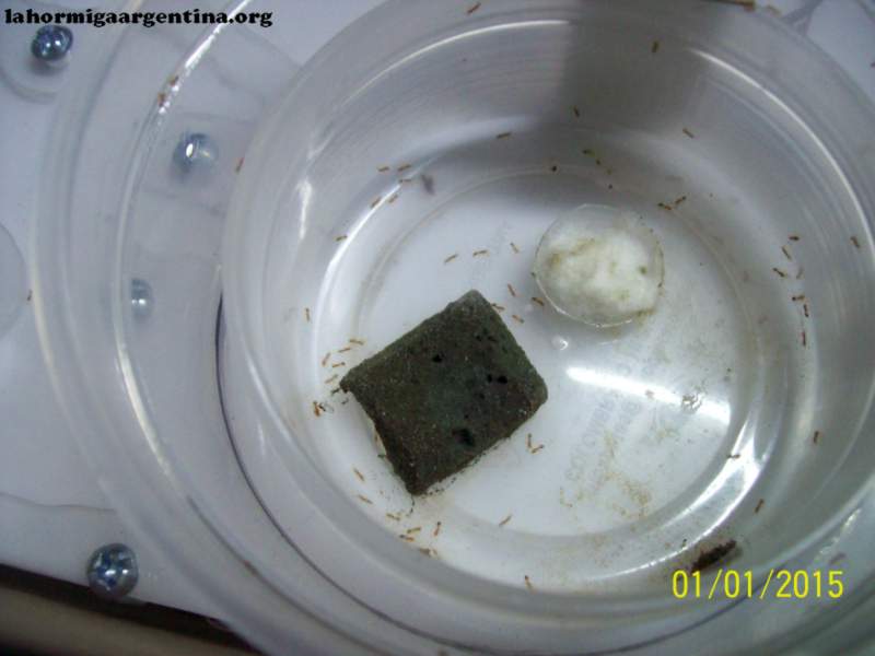 Solenopsis (Ramona)