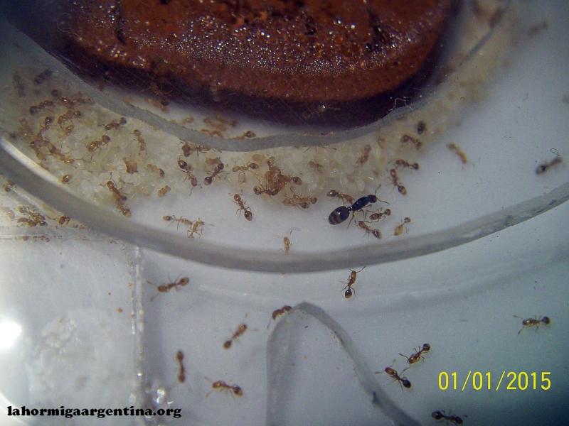 Solenopsis (Ramona 6 Oct)_1