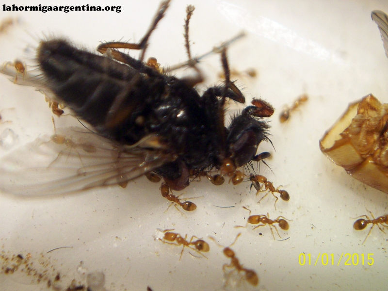 Solenopsis (Ramona 6 Oct)_7