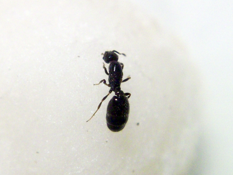 Solenopsis (Rosita)_13_Dic_17