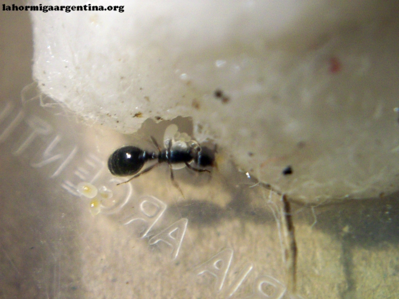 Solenopsis (Rosita)_8_Dic_17_2