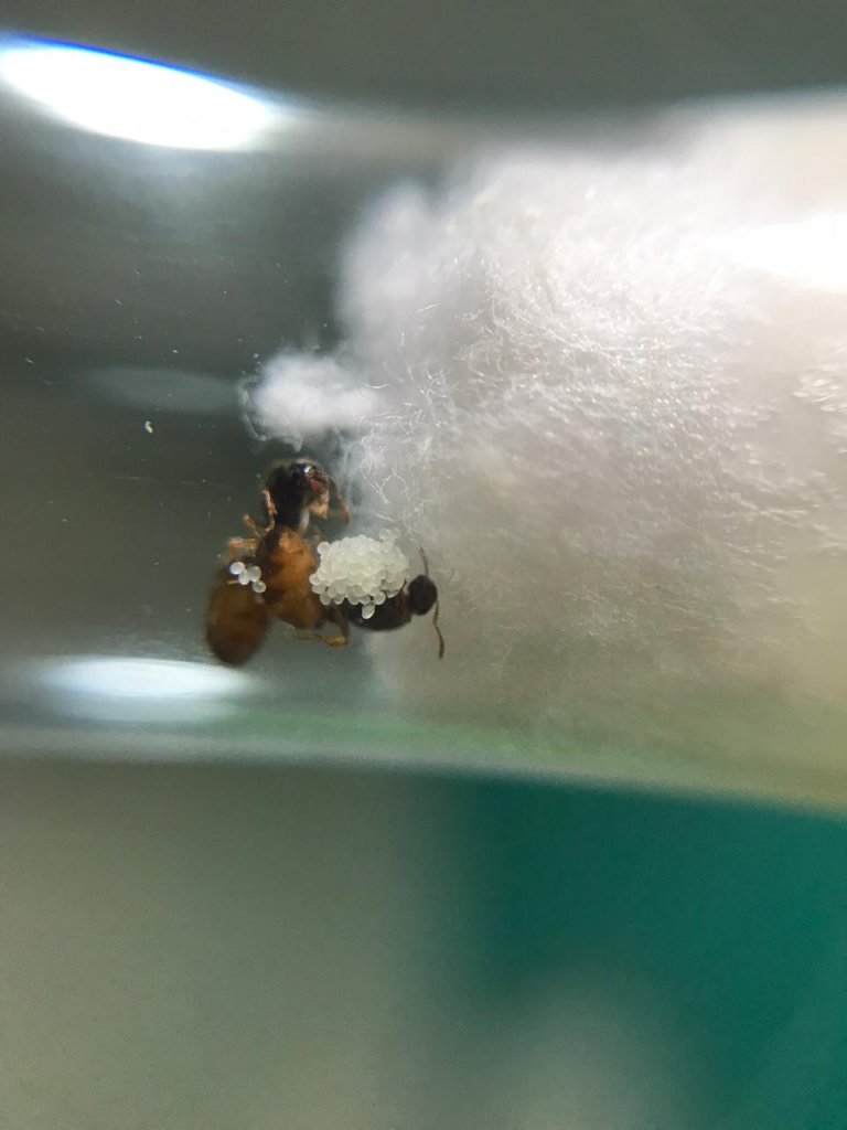 Solenopsis Molesta
