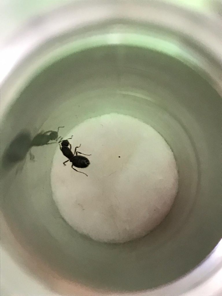 Solenopsis sp