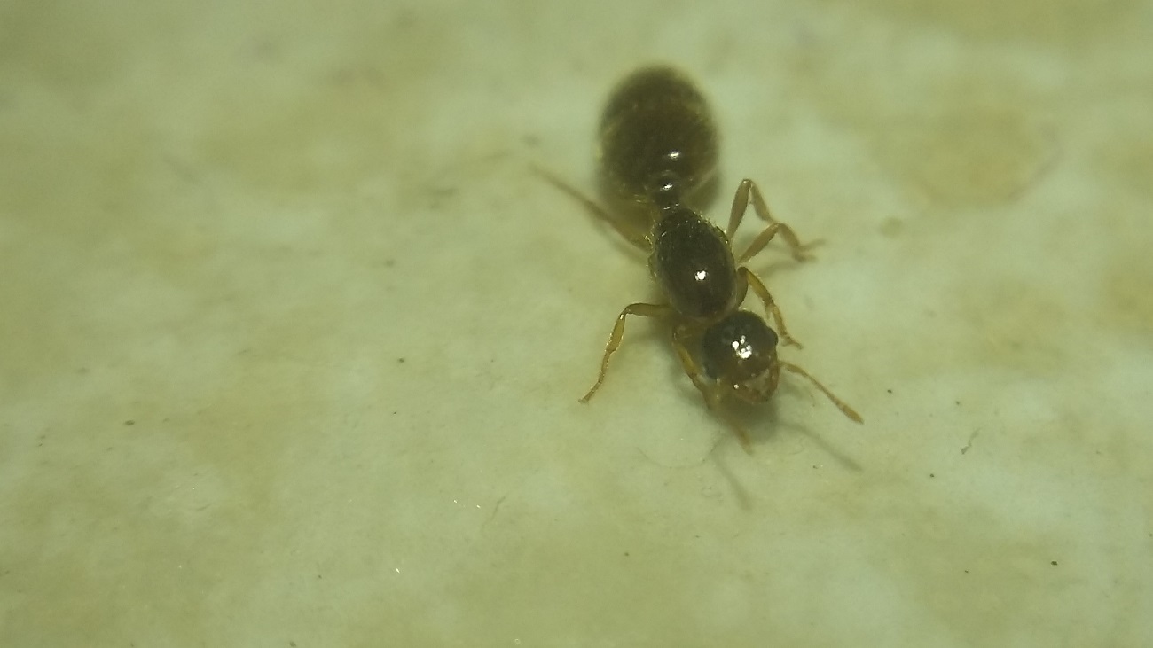 Reina Solenopsis