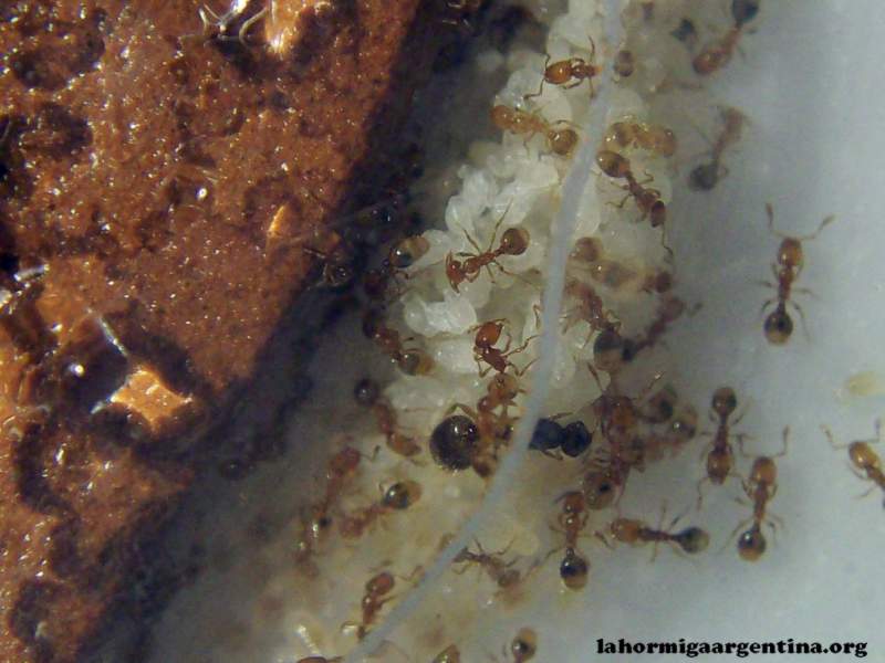 Solenopsis #2(Ramona 4 Sep)