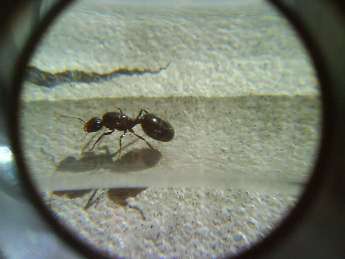 Mi reinas de Solenopsis