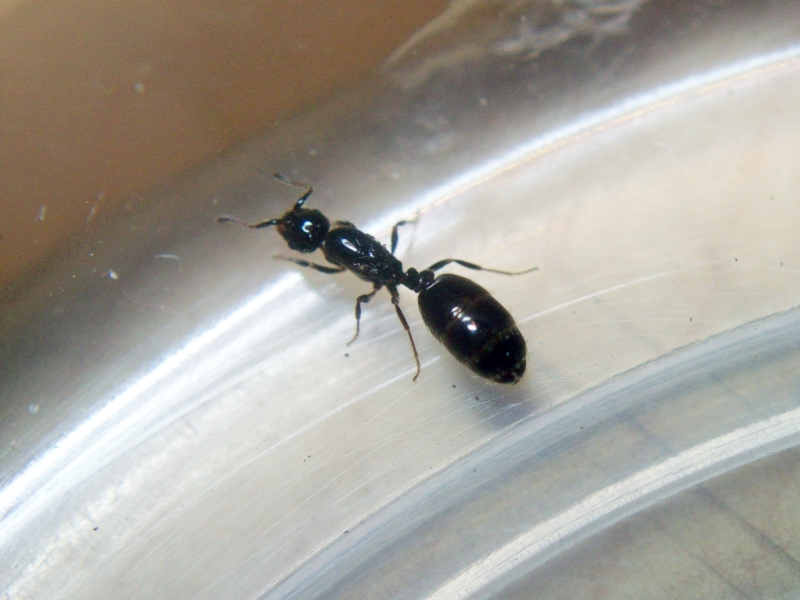 Solenopsis_10_Dic