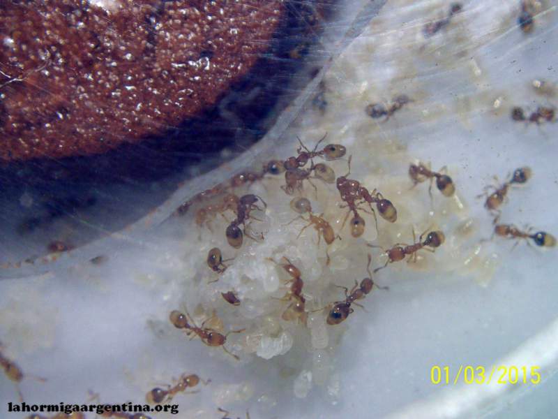Solenopsis #2(Ramona 14 Sep)