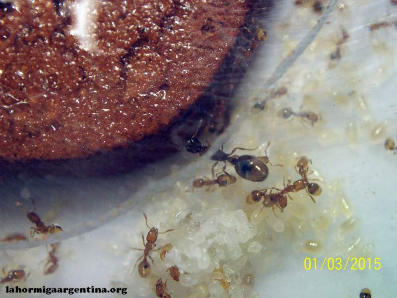 Solenopsis #3(Ramona 14 Sep)