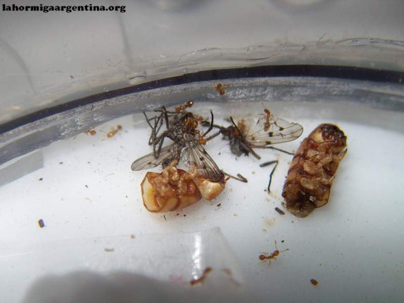 Solenopsis #3(Ramona 15 Sep)