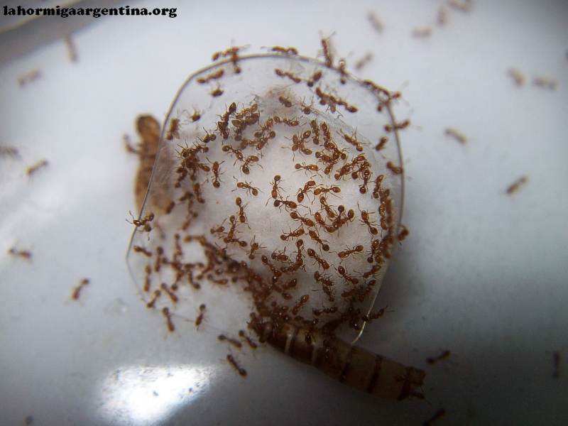 Solenopsis (Ramona) 20_Feb_1