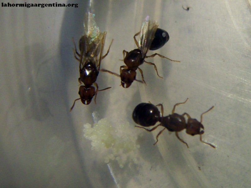 Solenopsis_30_Dic_1