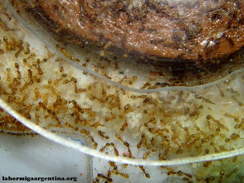 Solenopsis (Ramona 5 Dic)_3