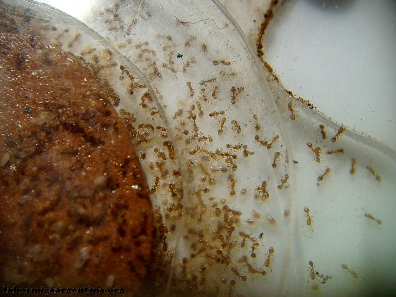 Solenopsis (Ramona 5 Dic)_6