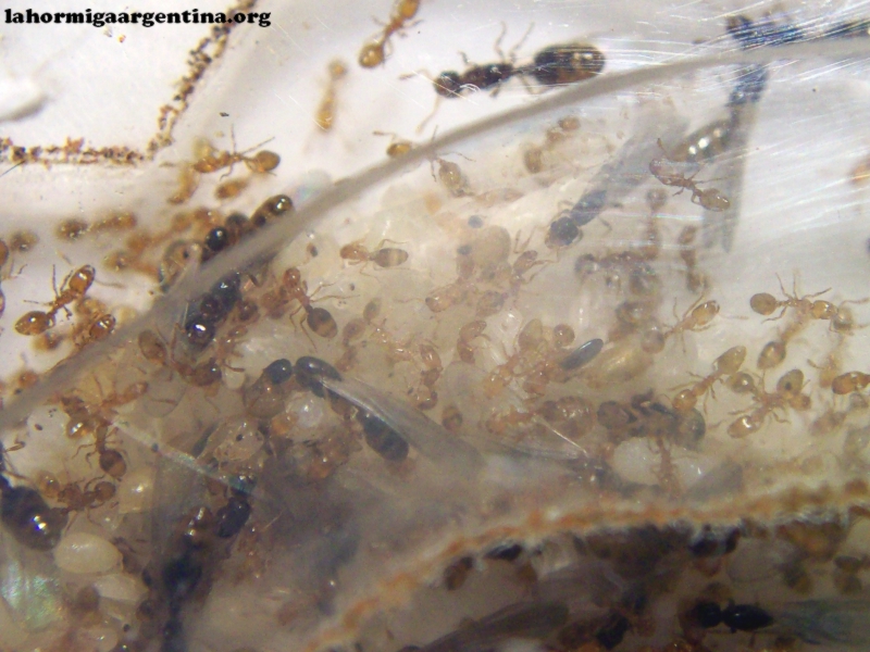 Solenopsis_6_Dic_16_1