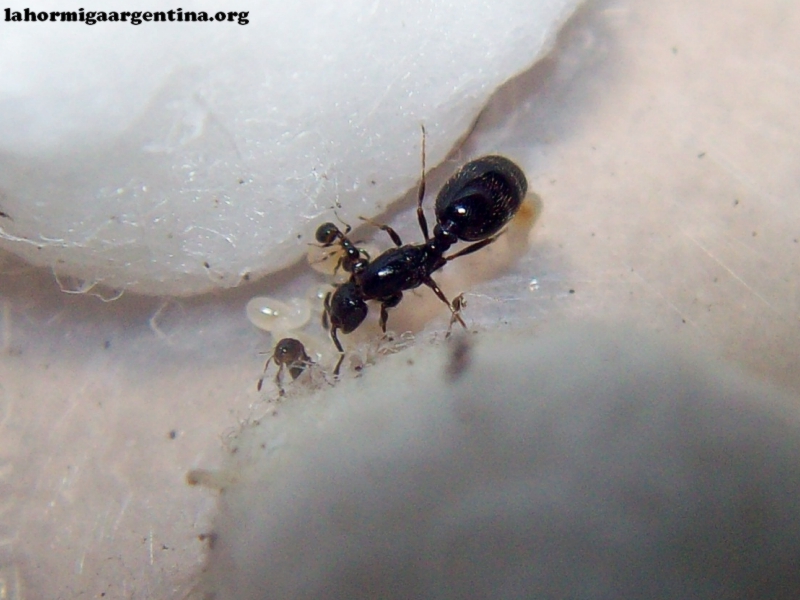 Solenopsis (Rosita)_16_Ene_18_1