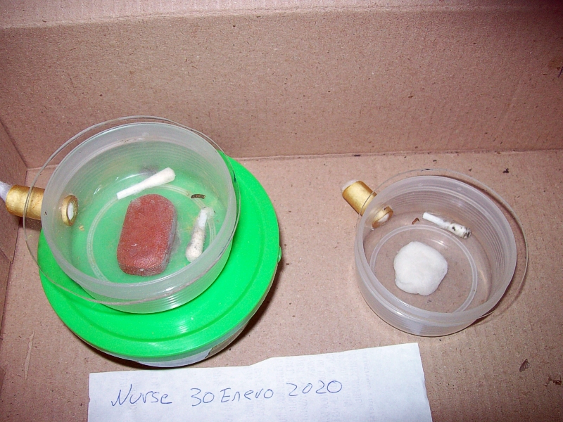 Botes Solenopsis carbonaria