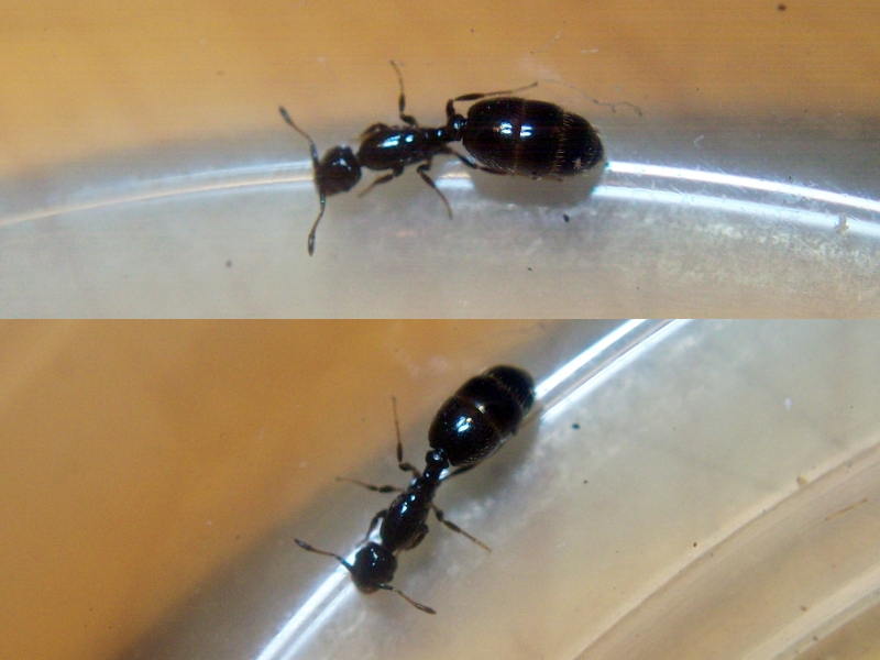 Solenopsis carbonaria 27 Dic 19