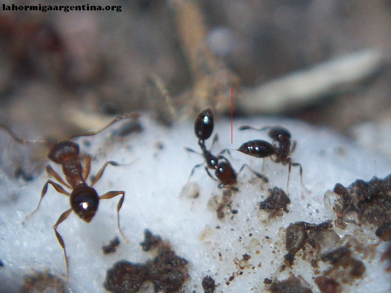 Solenopsis_xb_4