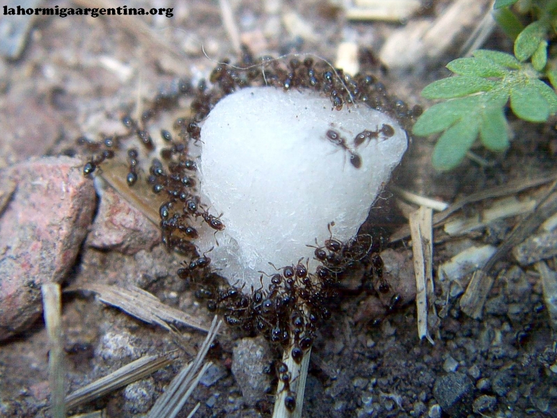 Solenopsis_xb_7