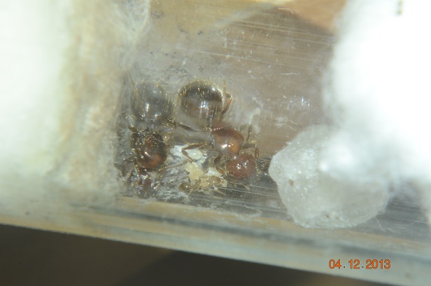 Solenopsis (Uruguay-Galaxy)