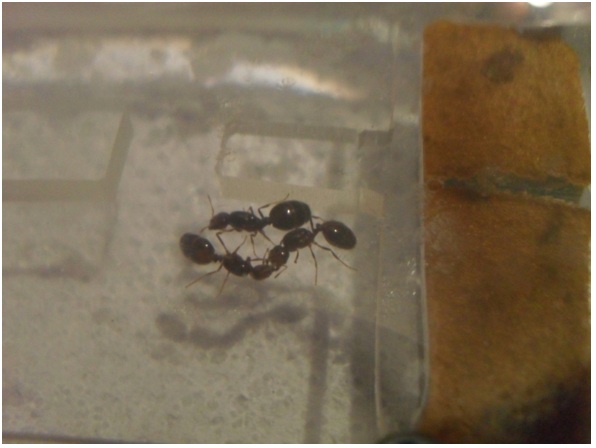 Ayuda a IdentificaR